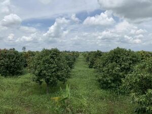 10,000 m2 Land for sale with 1,000 Mango trees
