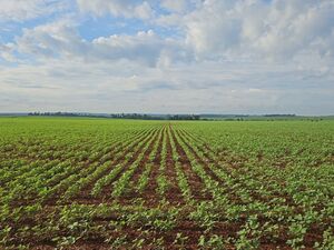 Agricultural operation of 1,160 hectares in Caaguazu