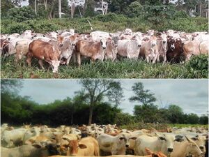 Cattle Ranch of 48.000 has. Alto Paraguay - Chaco