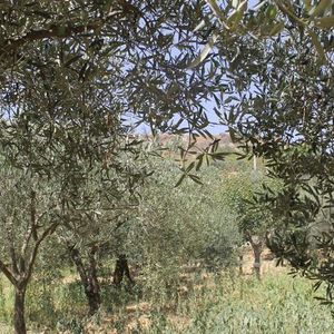 Land in Sicily - Barbaro Cda Felicia