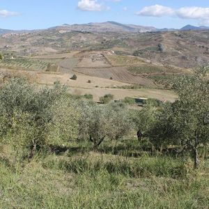 Land in Sicily - Albanese Cda Pipituna