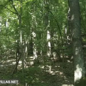Forest for sale near Veliko Tărnovo