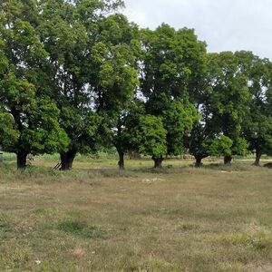 7,767 sq. meters farm lot for sale or long term lease