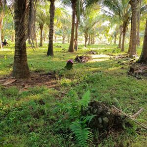 Coconut Farm for Lease (Sariaya, Quezon Province)