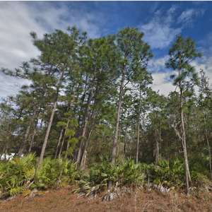 Want Affordable Land? Own 0.22 Acres in FL for Just $175