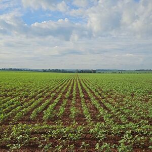 Agricultural operation of 1,160 hectares in Caaguazu