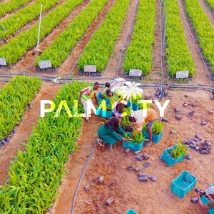 The Palm City Phase II 