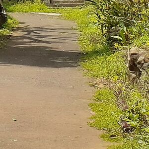 Urgent sale Mundakayam, Main Road plots 40 cents and 30 cent