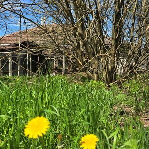 Danube Serenity Bulgarian Estate 5 bedrooms 2400sq.m garden