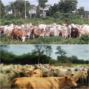 Cattle Ranch of 48.000 has. Alto Paraguay - Chaco