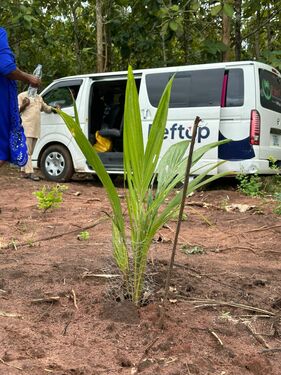 Transplanted Palm Tree 