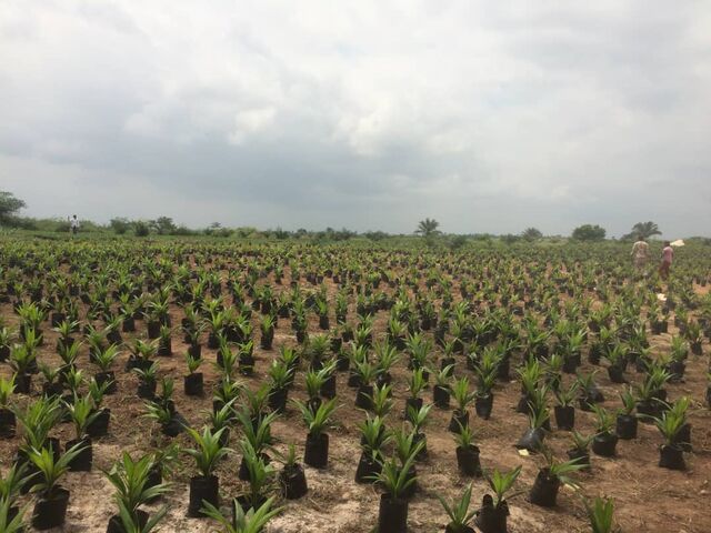 Palm Nurseries at Palm Ri