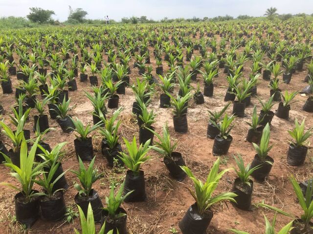 F1 Tenera Palm Nurseries