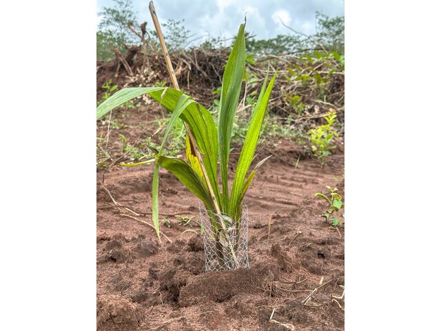 Transplated Palm Tree 