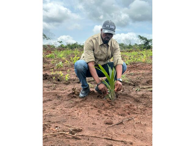 Transplated Palm Tree 