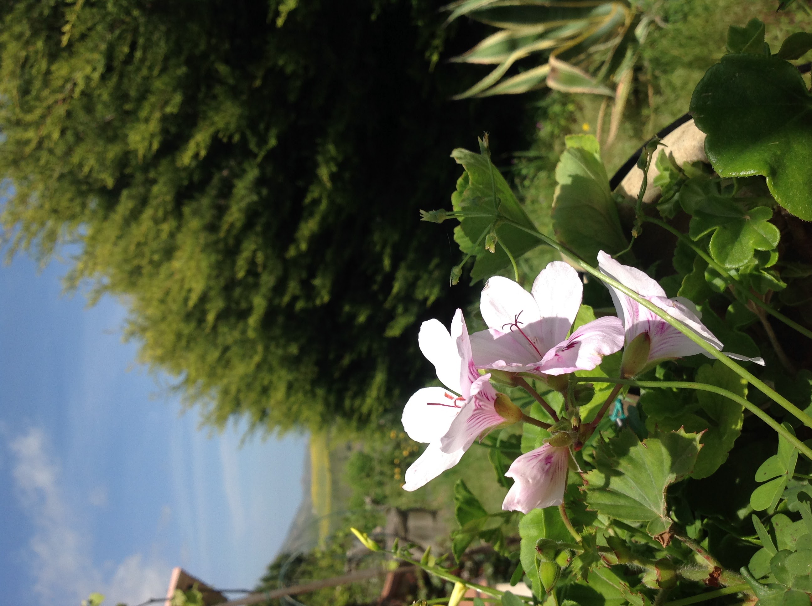 Trabia on hilltop (Italy, Sicilia, Trabia) Property under 20k