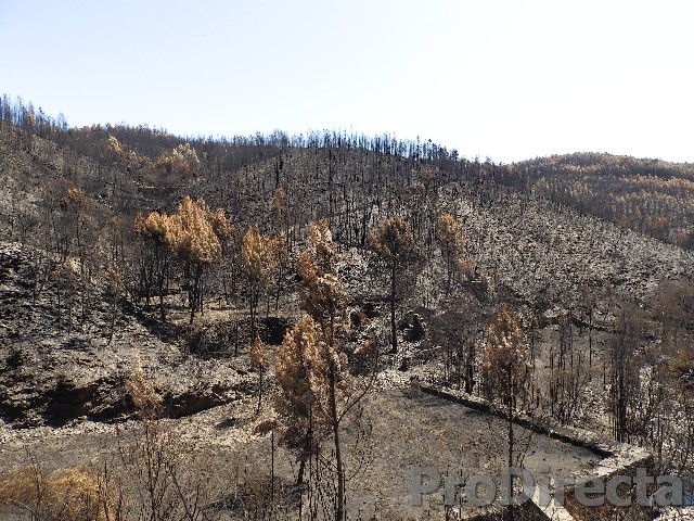 QUINTA FOZ DA RIBEIRA – PD0228