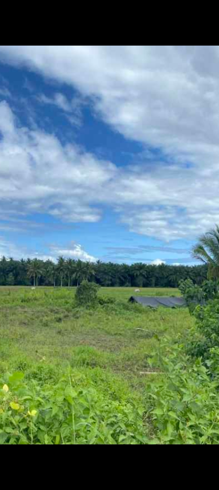 For sale farm lot in Agusan del sur, Philippines