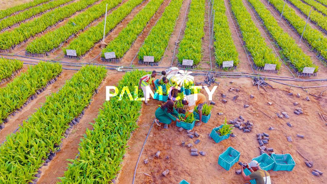 The Palm City Phase II